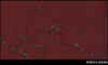 mrossolaguna.jpg (55804 byte)