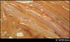 mstpetergold.jpg (75679 byte)
